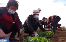 在广西种植甘蔗能带来可观的收益吗？求解惑！
