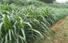 吉林省农村种植哪些作物最能盈利？
