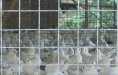 如何通过副业养殖肉鸽实现额外收入？你了解这些关键步骤吗？