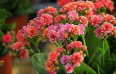 家庭种植长寿花能否带来经济效益？