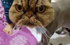 二毛这只猫真的能赚钱吗？它是如何做到的？