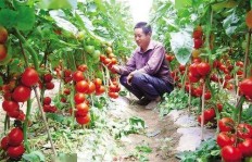 反季节蔬菜种植真的能带来可观收益吗？