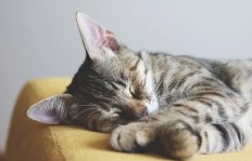你是否想过通过猫咪开启副业之路？探索与猫相关的赚钱机会！