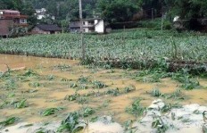 北方农村种什么作物最赚钱？哪种地里的宝藏值得挖掘？