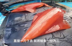 在船上亲手捕捞海鲜，真的能赚钱吗？