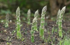 在广州种植哪种竹笋最具经济效益？