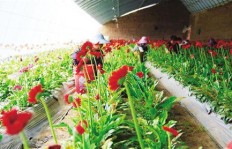 北方园林种植哪种花卉最具经济效益？