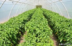 农村大棚种植哪种作物最赚钱？您是否了解高效益选择？