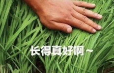 副业割小白韭菜真的能赚大钱吗？真相让人深思