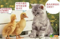 如何通过给猫咪接广告实现盈利？
