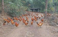 养鸡能带来可观的收入吗？探索鸡养殖的经济效益