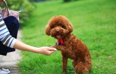 养泰迪犬能否带来经济效益？你真的了解吗？