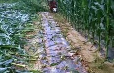 在农村种植什么能带来可观收益？