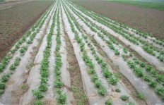 在山东德州，种植哪种作物能最快实现盈利？