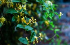 哪种花卉种植最具经济效益？如何选择最赚钱的花卉品种？