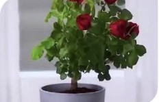 哪种植物下载种植收益最高？你不可不知的赚钱秘诀！