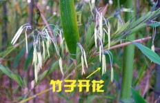 农村竹子有哪些赚钱途径？竹子资源如何变现？