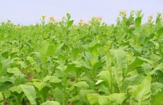 哪种草在烤烟种植中最具经济效益？