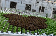 大棚种植哪些花草最具盈利潜力？选择攻略详解