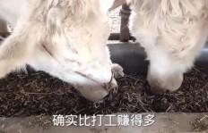 去日本打工养牛，真的能赚到钱吗？