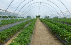 一亩地种哪种蔬菜收益最高？种植达人教你选对品种