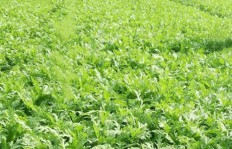 哪种蔬菜品种种植能带来更高收益？