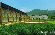 什么样的农业项目才能真正实现盈利？