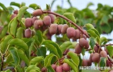在果树下养殖哪种动物能带来高收益？