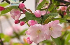大面积种植海棠花真的能带来可观收益吗？