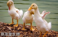 养鸡和养鸭哪个更赚钱？经济效益大比拼