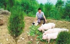哪种树木搭配养猪能带来最高经济效益？