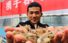 哪些海鲜在家养殖最赚钱？家庭海鲜养殖盈利指南