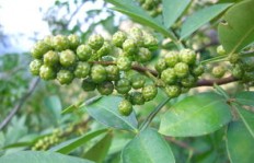 哪种花椒树目前最具经济效益？种植哪种花椒最赚钱？