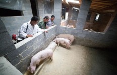 在青岛开设养猪场能否实现盈利？