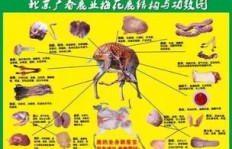 养宠物真的能带来可观收入吗？宠物养殖的经济效益分析