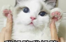 QQ刷表情会有什么后果？刷屏表情影响大吗？