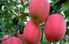 如何使用QQ刷皇冠？下载这款APP轻松实现！