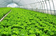 南方田里种植哪些蔬菜能带来高收益？