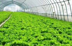 北方秋季种植哪种作物能最快实现盈利？