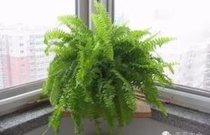 如何在重庆找到靠谱的室内植物养护兼职工作？