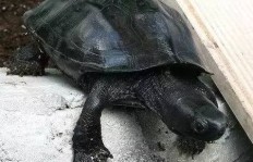 养草龟能否成为赚钱的可行之道？