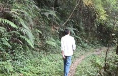 农村大爷如何在山上实现创收？实景图片展示