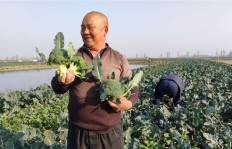 农村种植哪些作物能实现高效益致富？