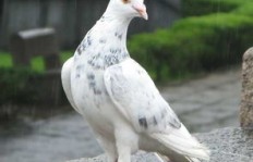 在农村养鸽子真的能实现盈利吗？经济效益如何评估？