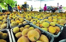 中国种植榴莲能否盈利？知乎网友热议榴莲种植前景