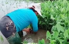 农村创业选哪种蔬菜种植能快速盈利？