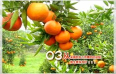 如何通过拍摄橘子林广告实现盈利？