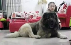 在七台河养哪种狗能带来高收益？