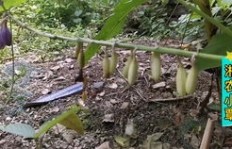 在农村种植哪些药材能带来最高收益？