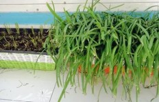如何在冬季种植韭菜实现盈利？